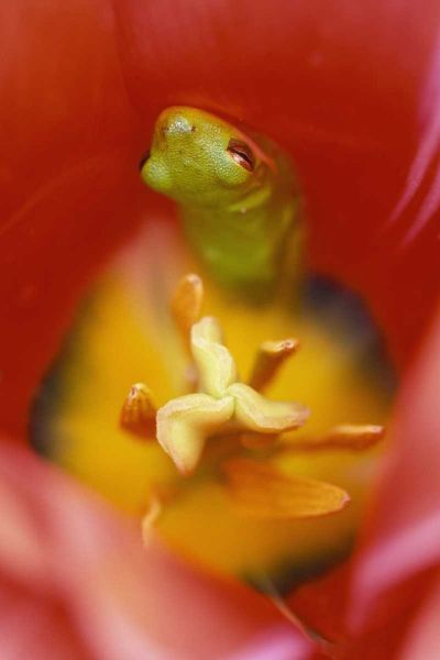 Frog In Tulip